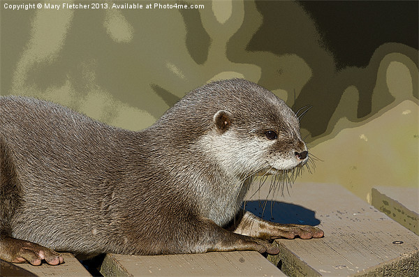 Otter  (Lutra lutra) Picture Board by Mary Fletcher