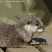 Buy canvas prints of Otter  (Lutra lutra) by Mary Fletcher