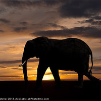 Buy canvas prints of Elephant Silhouette by Mary Fletcher