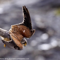 Buy canvas prints of Diving Kestrel by Mary Fletcher