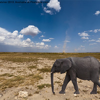 Buy canvas prints of Elephant in the Desert by Mary Fletcher