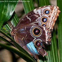 Buy canvas prints of Owl Butterfly by Mary Fletcher