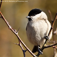 Buy canvas prints of Marsh Tit (Poecile palustris) by Mary Fletcher