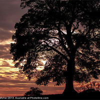 Buy canvas prints of Tree silhouette by Mary Fletcher