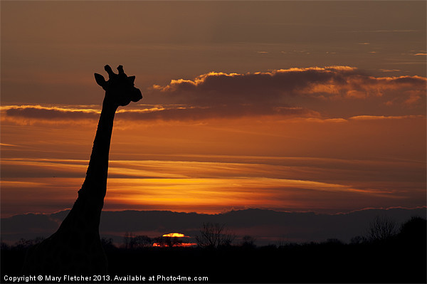 Giraffe Silhouette Picture Board by Mary Fletcher
