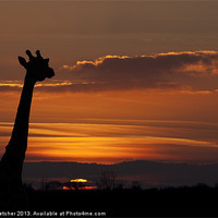 Buy canvas prints of Giraffe Silhouette by Mary Fletcher