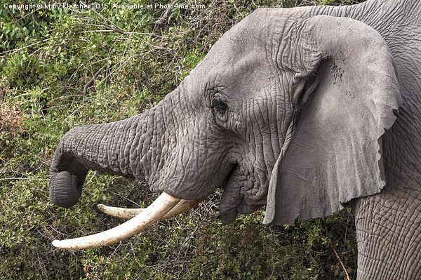 Amboseli Elephant Picture Board by Mary Fletcher