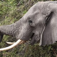 Buy canvas prints of Amboseli Elephant by Mary Fletcher