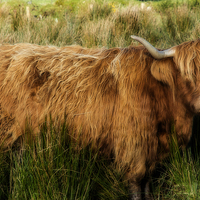 Buy canvas prints of  Highland Cow by Mary Fletcher