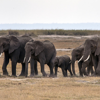 Buy canvas prints of  Elephant Herd by Mary Fletcher