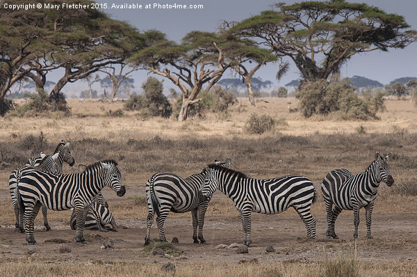  Zebras relaxing in Kenya Picture Board by Mary Fletcher