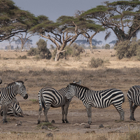 Buy canvas prints of  Zebras relaxing in Kenya by Mary Fletcher