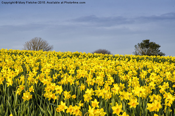  Daffodils Everywhere! Picture Board by Mary Fletcher