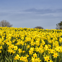 Buy canvas prints of  Daffodils Everywhere! by Mary Fletcher