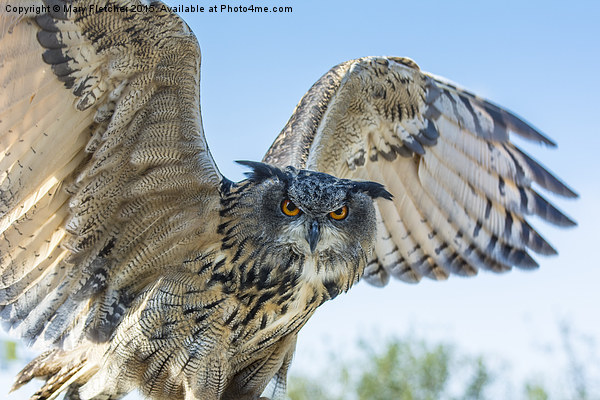  Eastern Siberian Eagle Owl Picture Board by Mary Fletcher