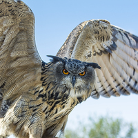 Buy canvas prints of  Eastern Siberian Eagle Owl by Mary Fletcher