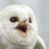Buy canvas prints of  Laughing Barn Owl by Mary Fletcher