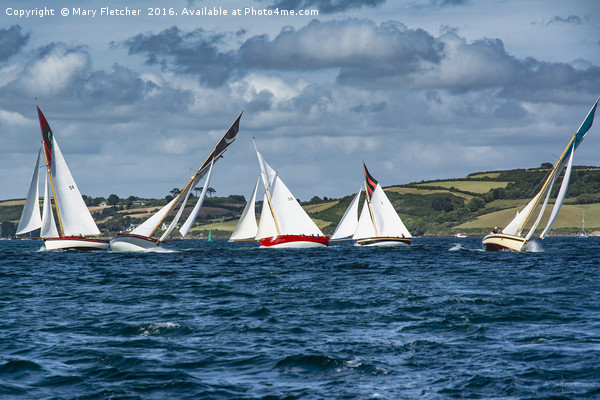 Falmouth Working Boats Race Picture Board by Mary Fletcher