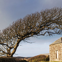 Buy canvas prints of Bent Tree by Mary Fletcher