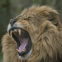 Buy canvas prints of King of the Jungle by Mary Fletcher
