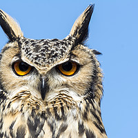 Buy canvas prints of European eagle owl (Bubo bubo) by Mary Fletcher
