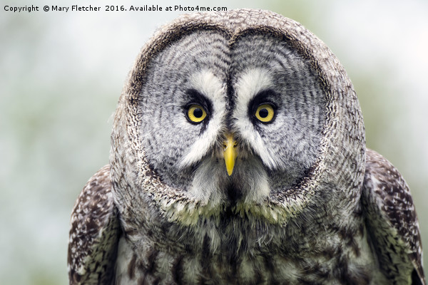 Great Grey Owl (Strix nebulosa) Picture Board by Mary Fletcher