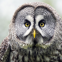 Buy canvas prints of Great Grey Owl (Strix nebulosa) by Mary Fletcher