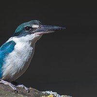 Buy canvas prints of Kingfisher by Mary Fletcher
