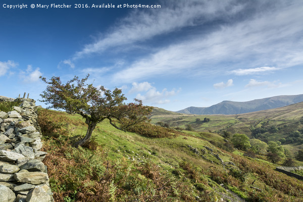 Lone tree in the Lake District Picture Board by Mary Fletcher