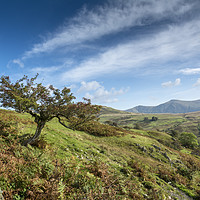 Buy canvas prints of Lone tree in the Lake District by Mary Fletcher