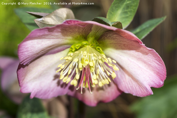 Hellebore Picture Board by Mary Fletcher