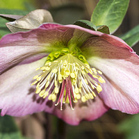 Buy canvas prints of Hellebore by Mary Fletcher