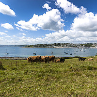 Buy canvas prints of St Mawes Harbour by Mary Fletcher