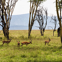 Buy canvas prints of Impala amongst the trees by Mary Fletcher