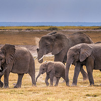 Buy canvas prints of African Elephant Family by Mary Fletcher