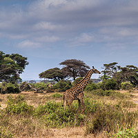 Buy canvas prints of Giraffe in Africa by Mary Fletcher