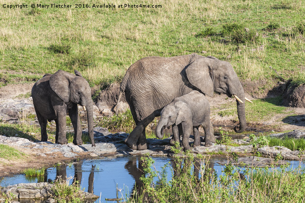 Elephant Family at a watering hole. Picture Board by Mary Fletcher