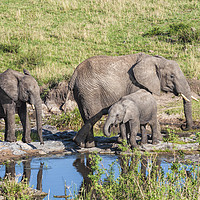Buy canvas prints of Elephant Family at a watering hole. by Mary Fletcher