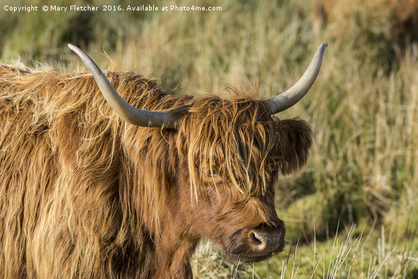 Highland Cow Picture Board by Mary Fletcher