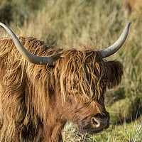 Buy canvas prints of Highland Cow by Mary Fletcher