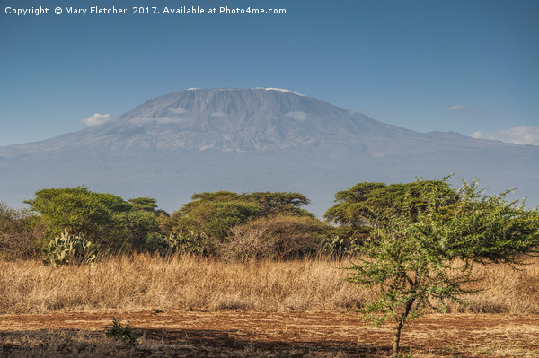 Mount Kilimanjaro Picture Board by Mary Fletcher