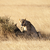 Buy canvas prints of The Lioness Awakes by Mary Fletcher