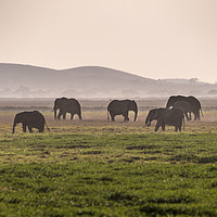 Buy canvas prints of Elephant Herd by Mary Fletcher