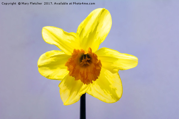 Daffodil Picture Board by Mary Fletcher