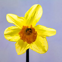 Buy canvas prints of Daffodil by Mary Fletcher