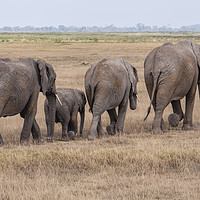 Buy canvas prints of Elephant Exodus by Mary Fletcher