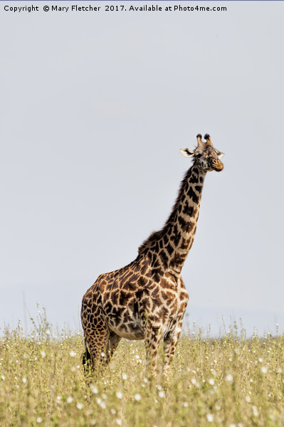 Giraffe Picture Board by Mary Fletcher