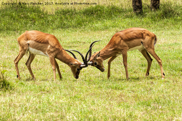Impala Battle Picture Board by Mary Fletcher