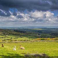 Buy canvas prints of Alpacas with a view by Mary Fletcher