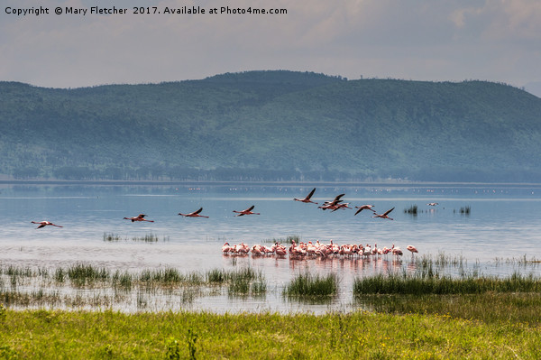 Flamingos on Lake Nakuru Picture Board by Mary Fletcher